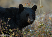 YELLOWSTONE & GRAND TETON NATIONAL PARK